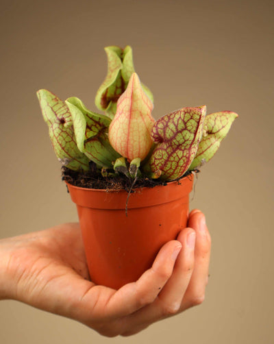 Sarracenia purpurea subsp. venosa