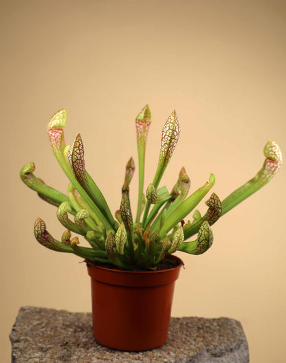 Sarracenia x 'Scarlet belle'