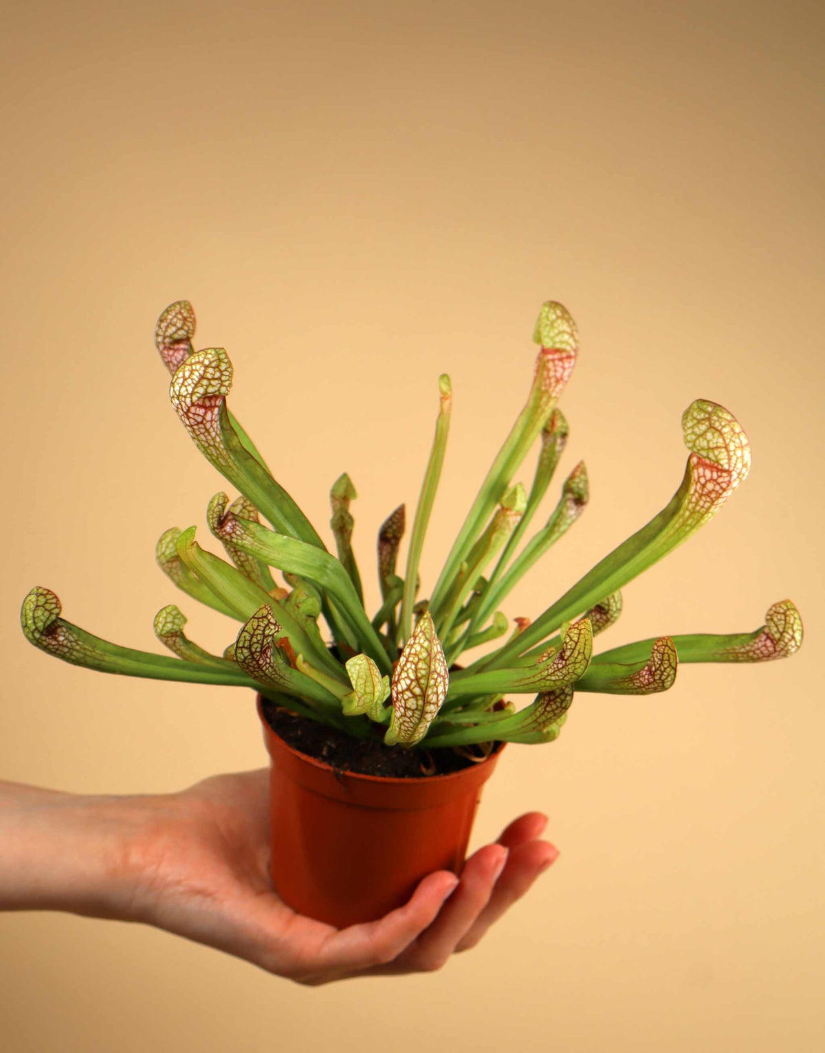 Sarracenia x 'Scarlet belle'