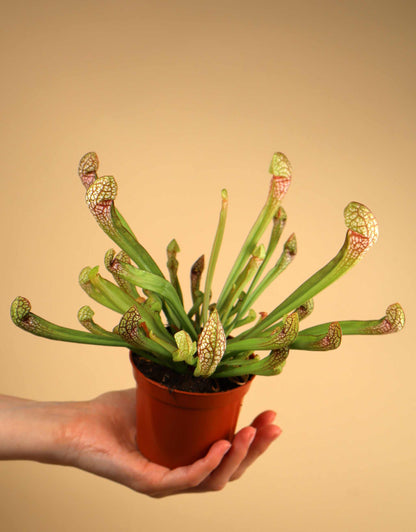 Sarracenia x 'Scarlet belle'