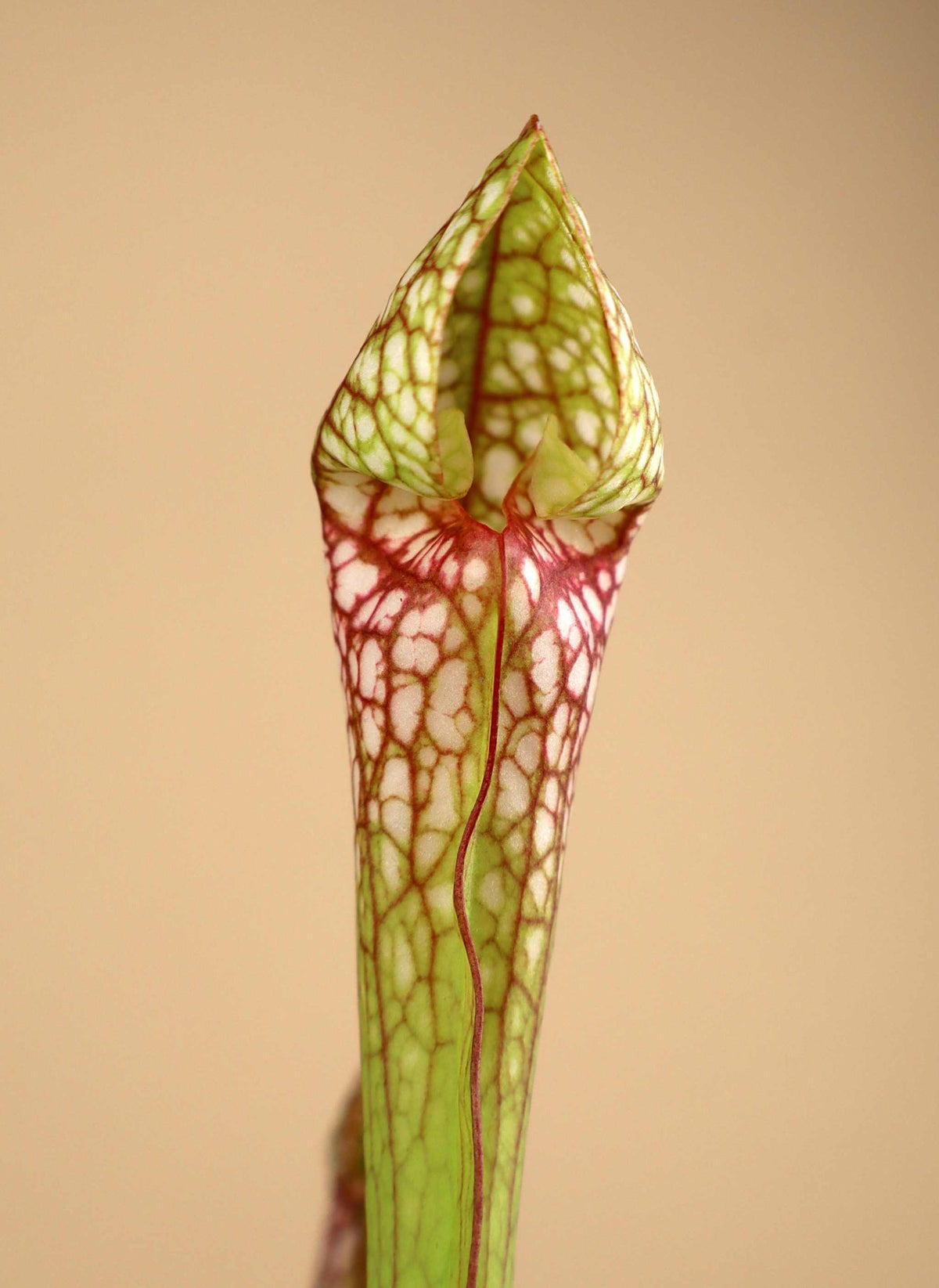 Sarracenia x 'Scarlet belle'