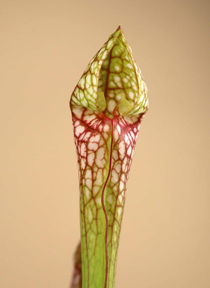 Sarracenia x 'Scarlet belle'