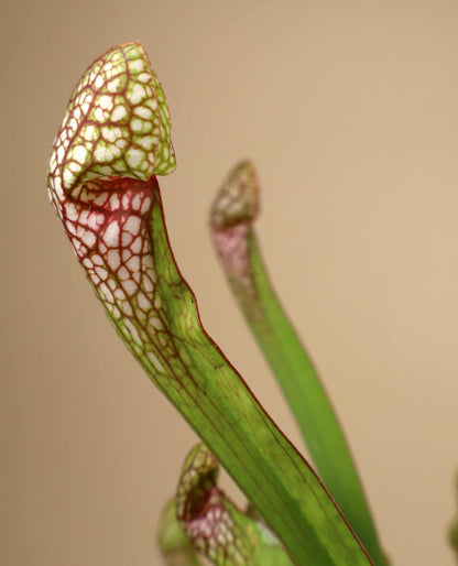 Sarracenia x 'Scarlet belle'