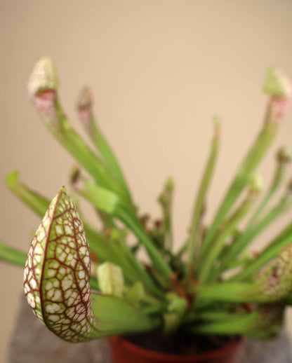 Sarracenia x 'Scarlet belle'