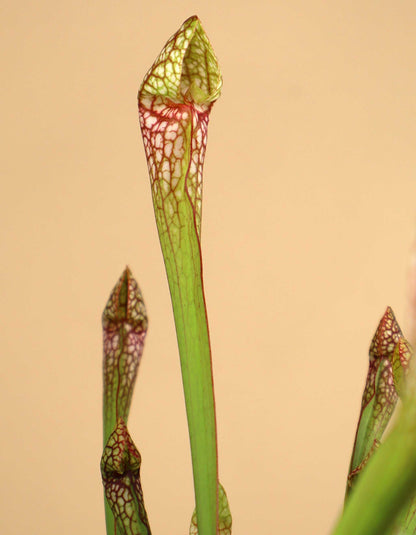 Sarracenia x 'Scarlet belle'