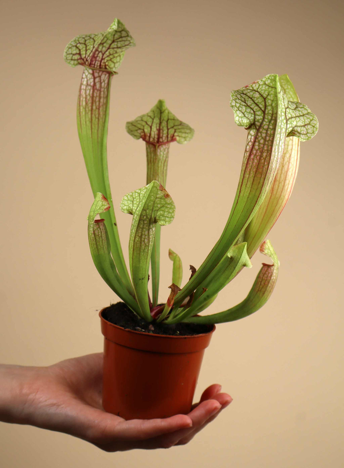 Sarracenia x 'Eva'