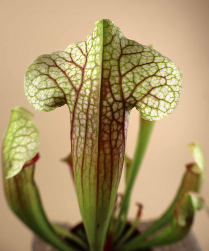 Sarracenia x 'Eva'