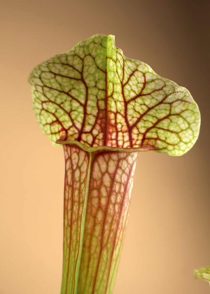 Sarracenia x 'Eva'