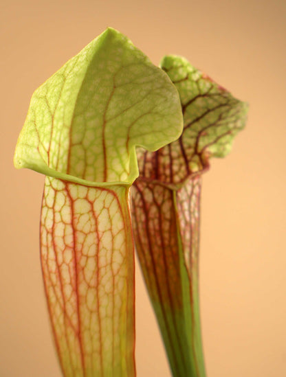 Sarracenia x 'Eva'