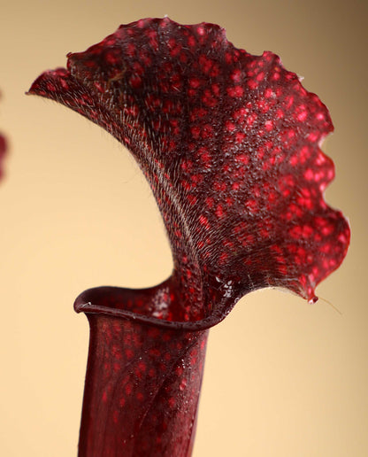 Sarracenia × 'Judith Hindle'