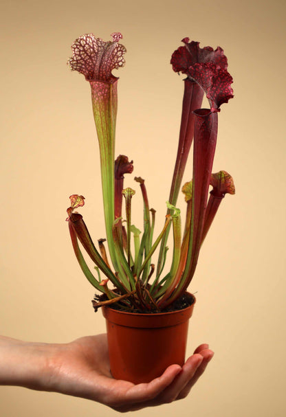 Sarracenia × 'Judith Hindle'