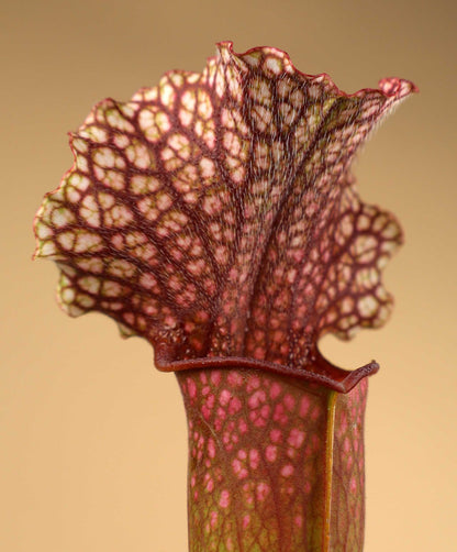 Sarracenia × 'Judith Hindle'