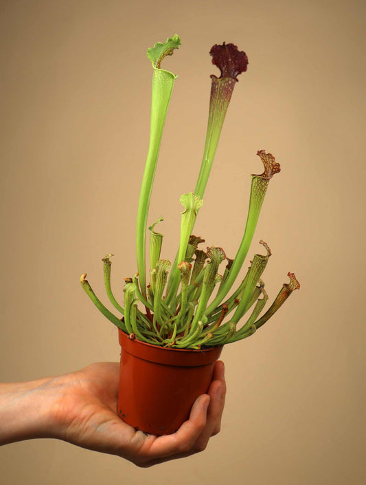 Sarracenia × farnhamii