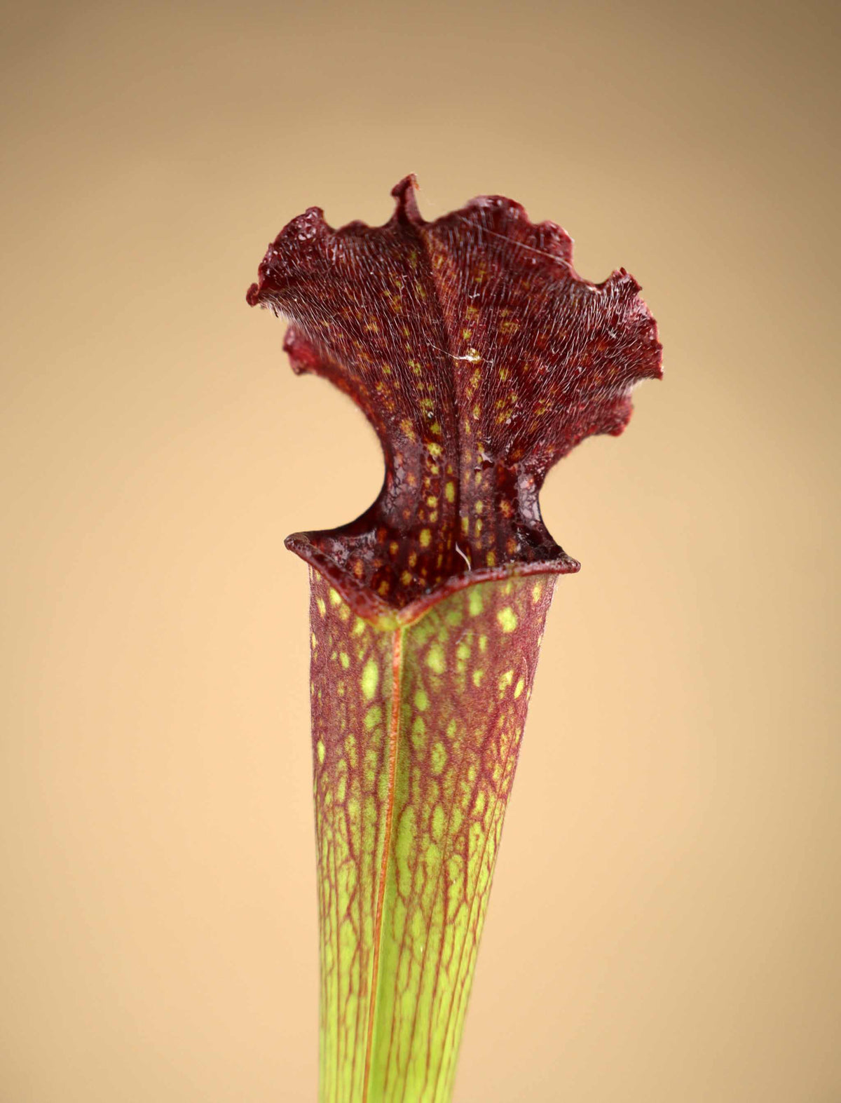 Sarracenia × farnhamii