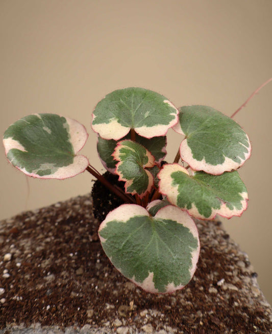 Saxifraga stolonifera 'Variegata' | Arons skägg