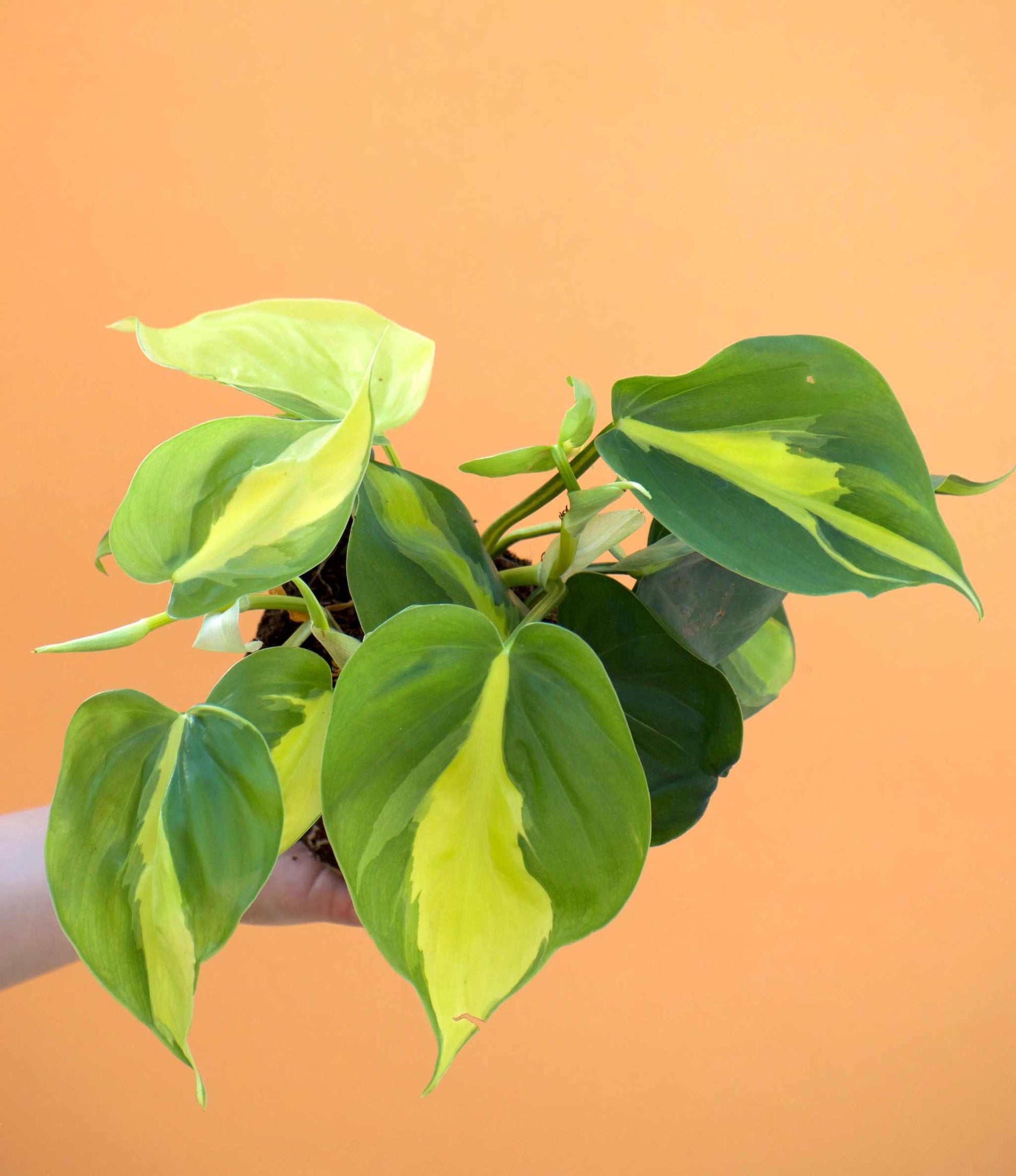 philodendron hederaceum scandens Philodendron Scandens 'Brasil' For Sale