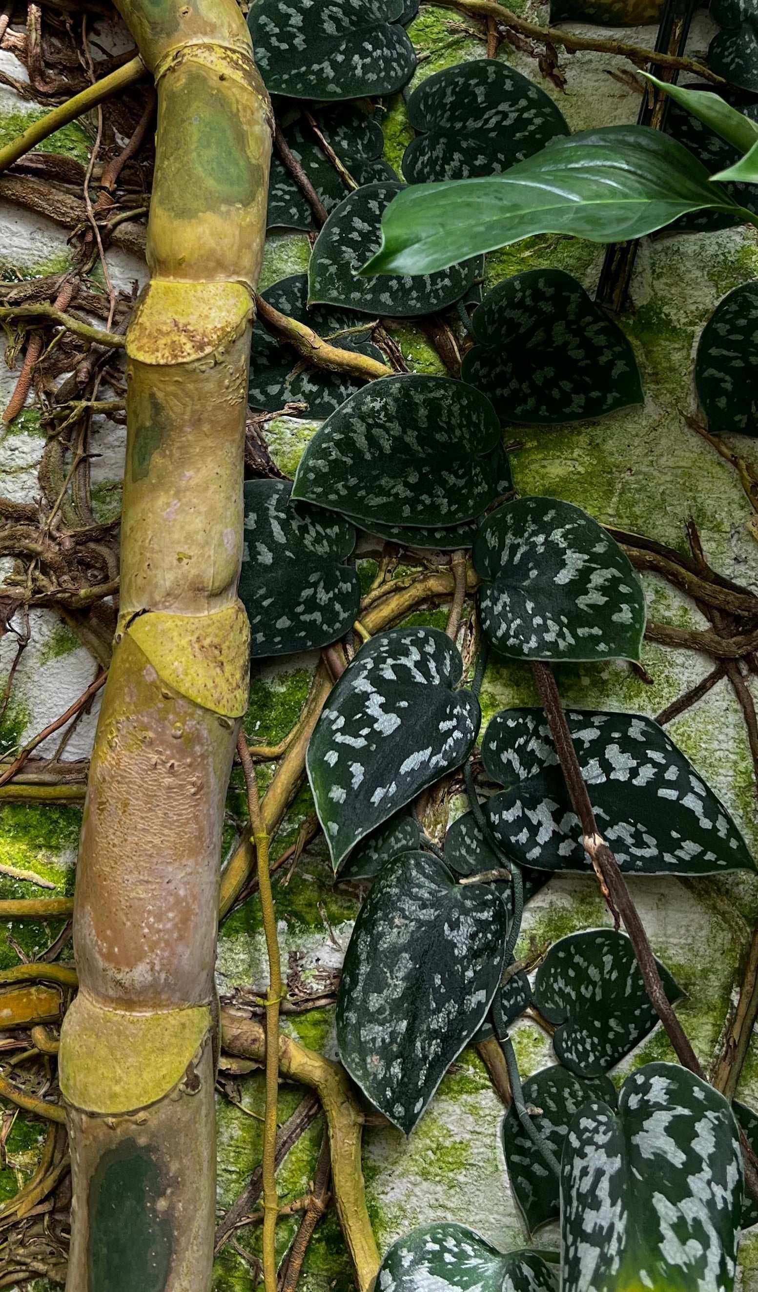 Scinapsus_pictus_klattrar
