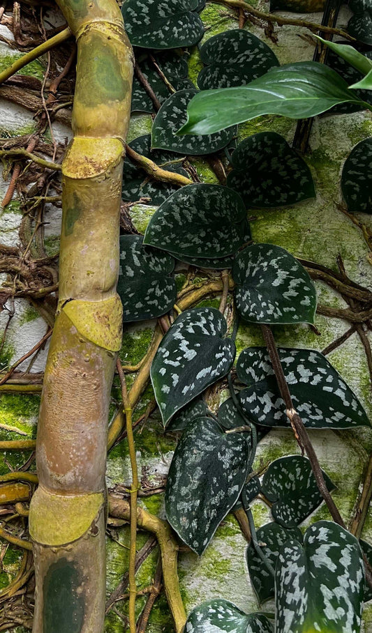 Scinapsus_pictus_klattrar
