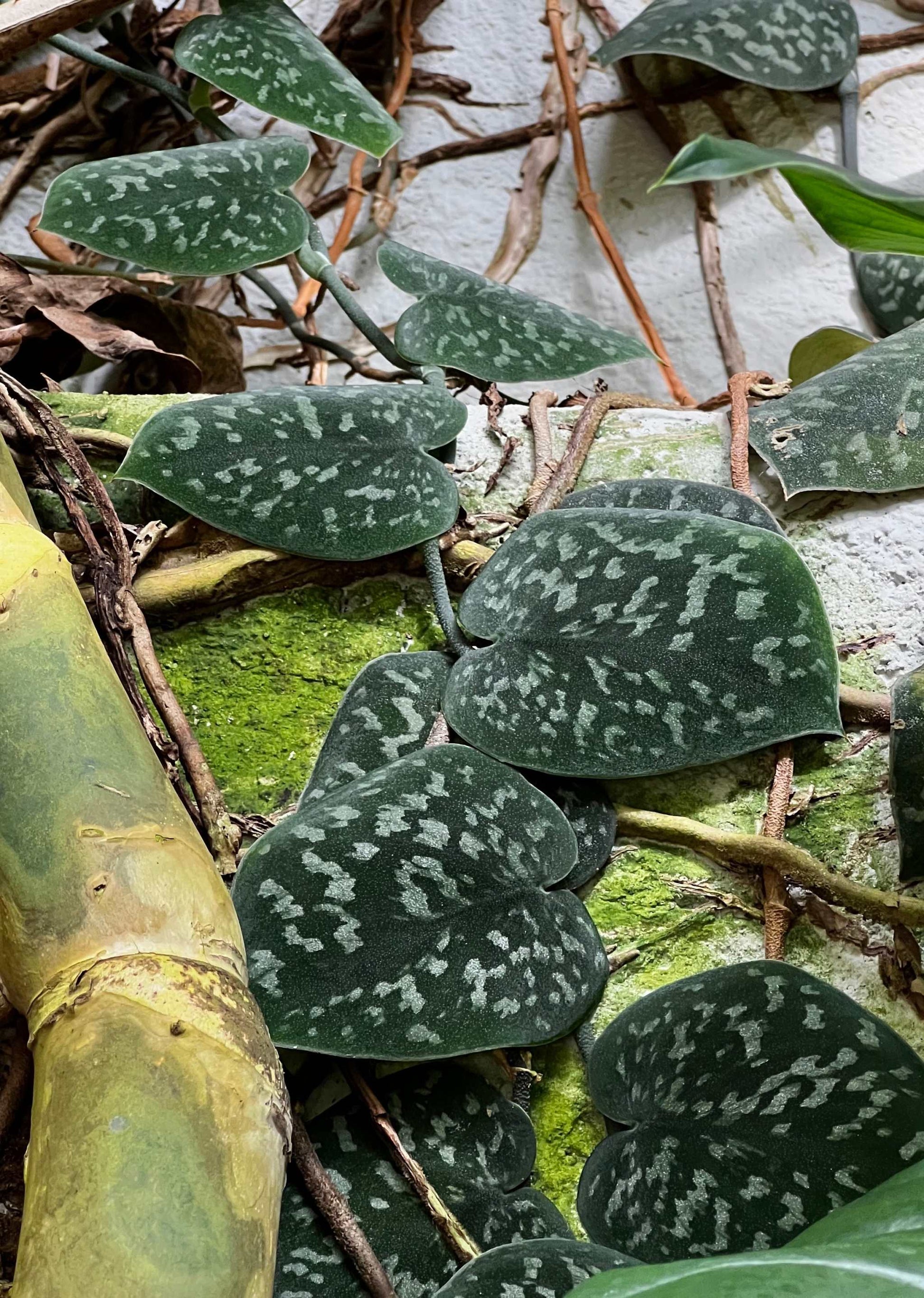 satin pothos in the wild Satin pothos 'Scindapsus Pictus' Argyraeus For Sale Online – Ormbunker
