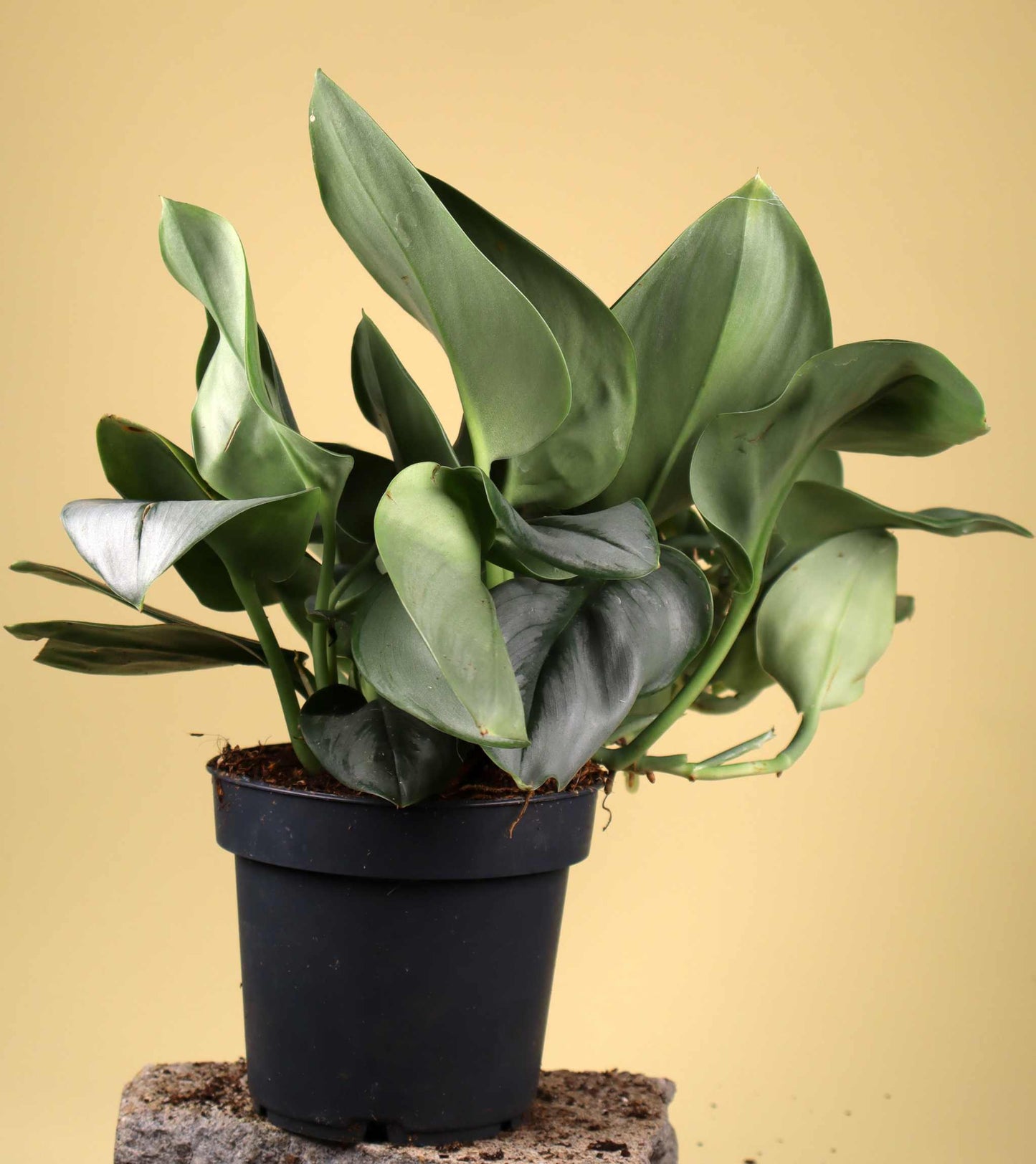 Scindapsus treubii (Moonlight form)