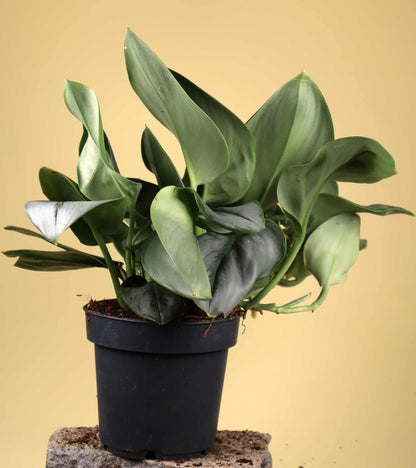 Scindapsus treubii (Moonlight form)