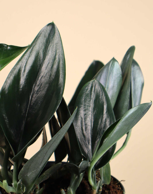 Scindapsus treubii 'dark form'