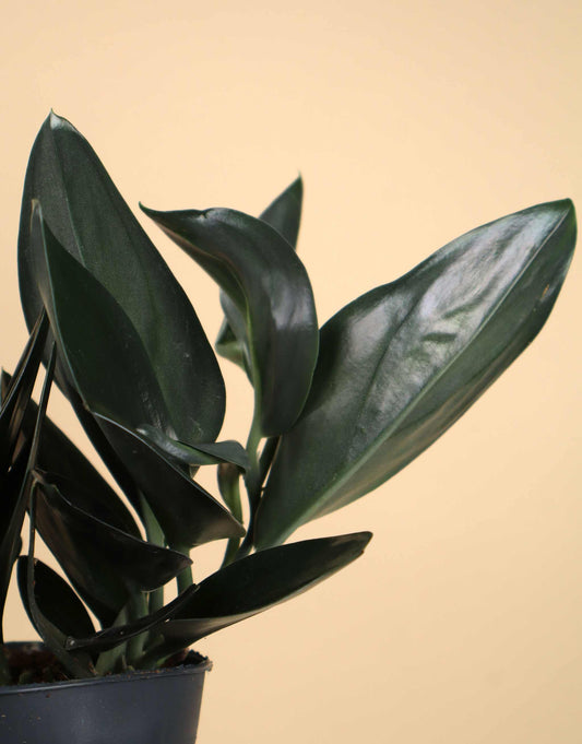 Scindapsus treubii 'dark form'