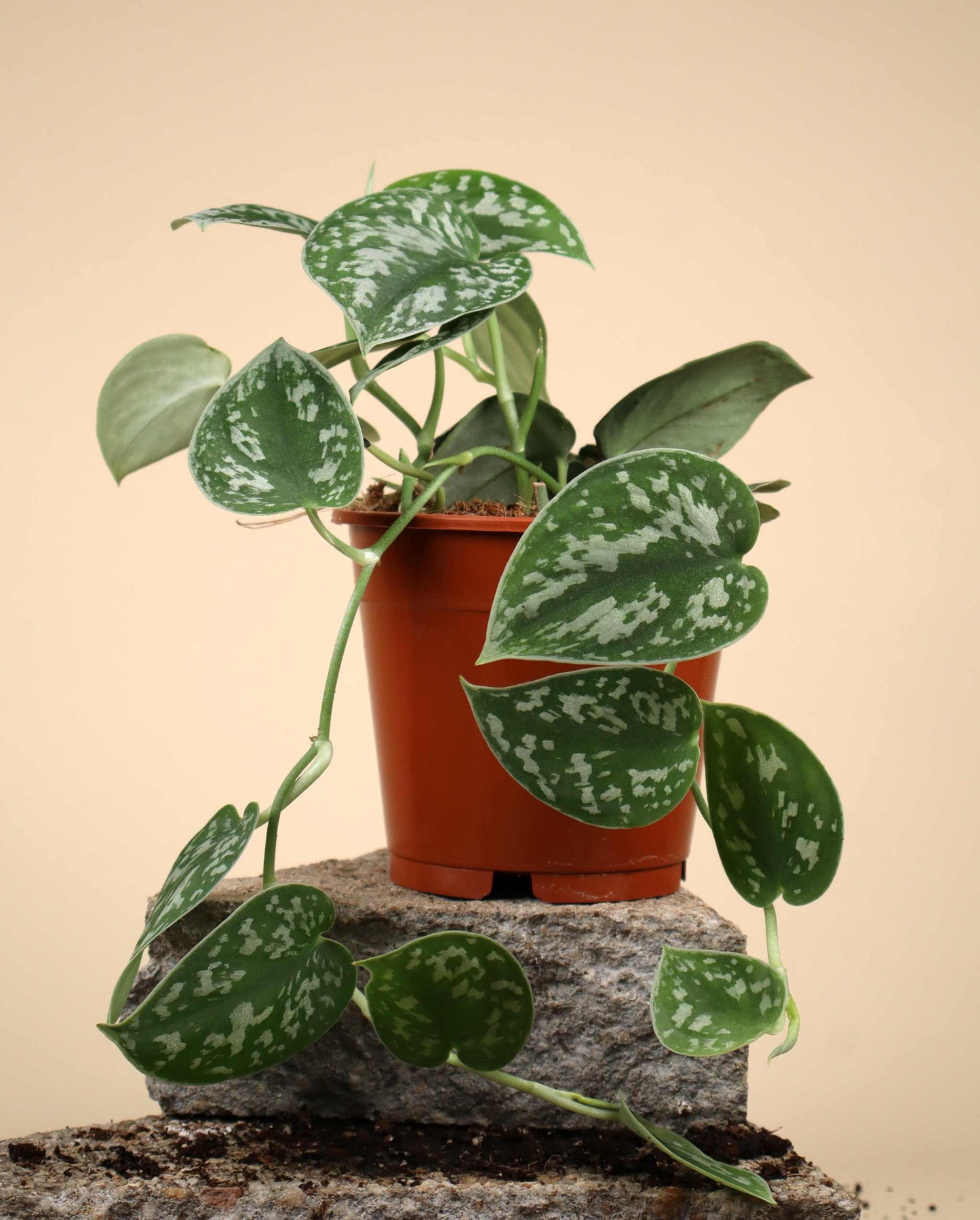 Silverranka 'Scindapsus pictus' Argyraeus