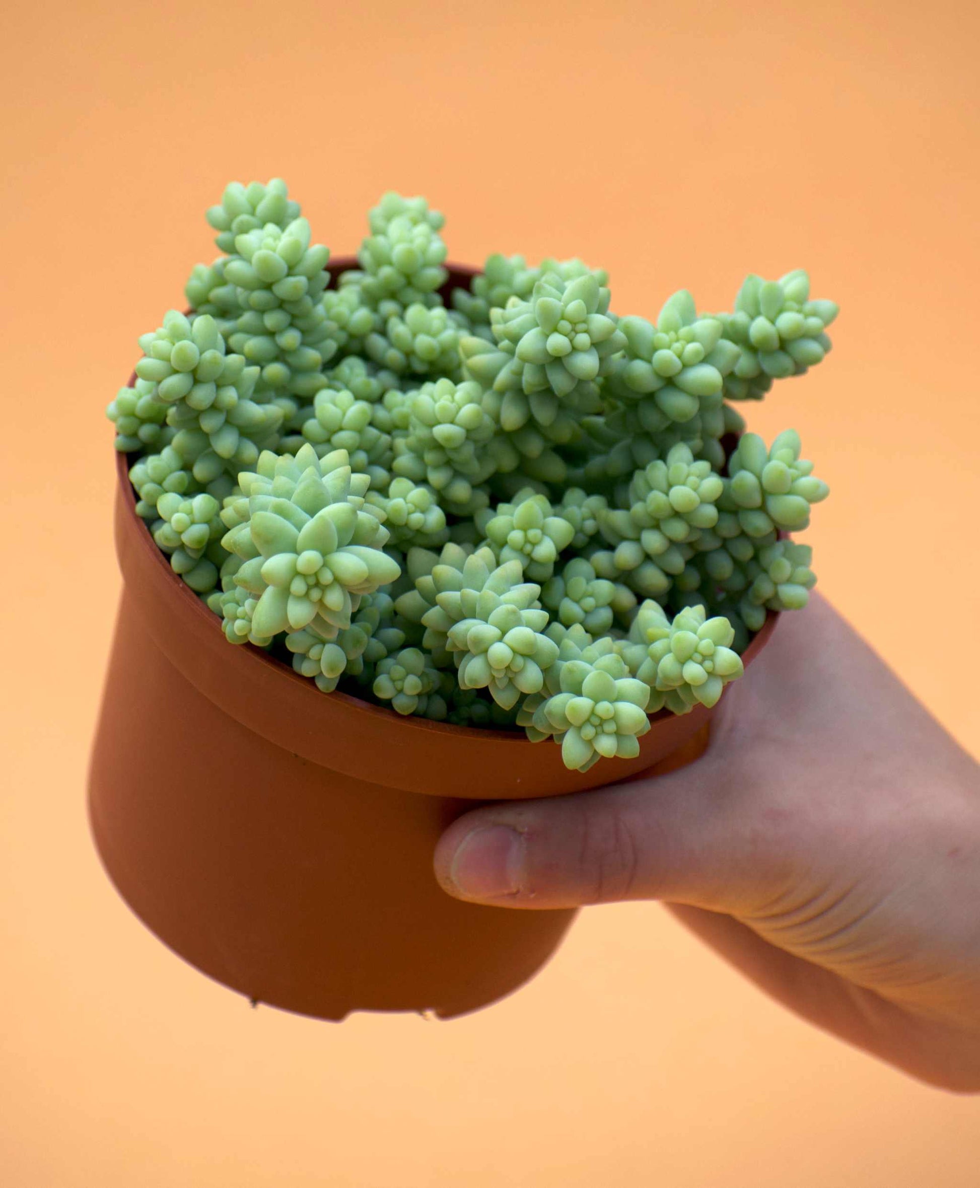 Sedum morganianum 'Burrito/Burro's Tail'
