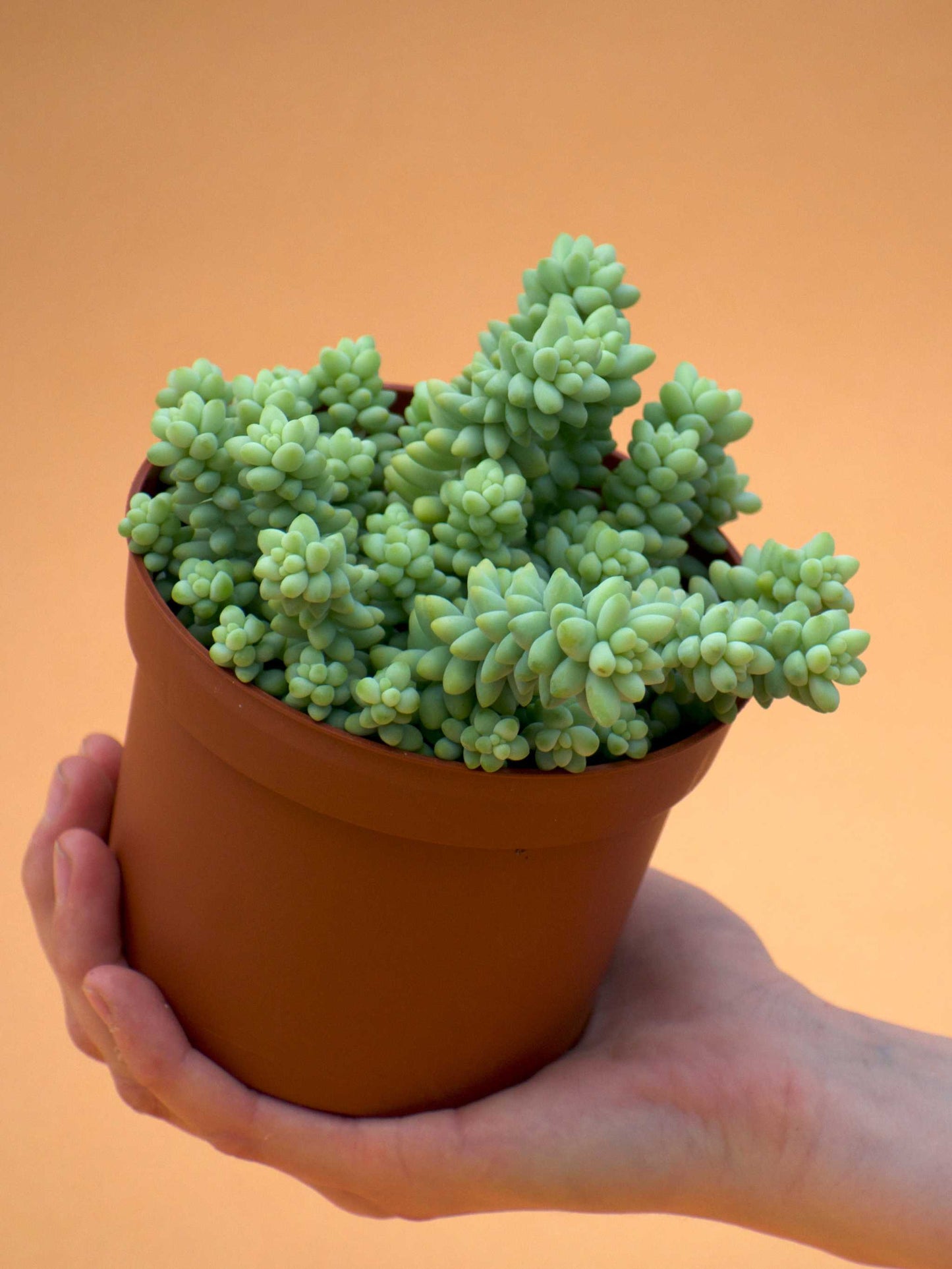 burrito succulent plant Sedum Morganianum 'Burrito/Burro's Tail'