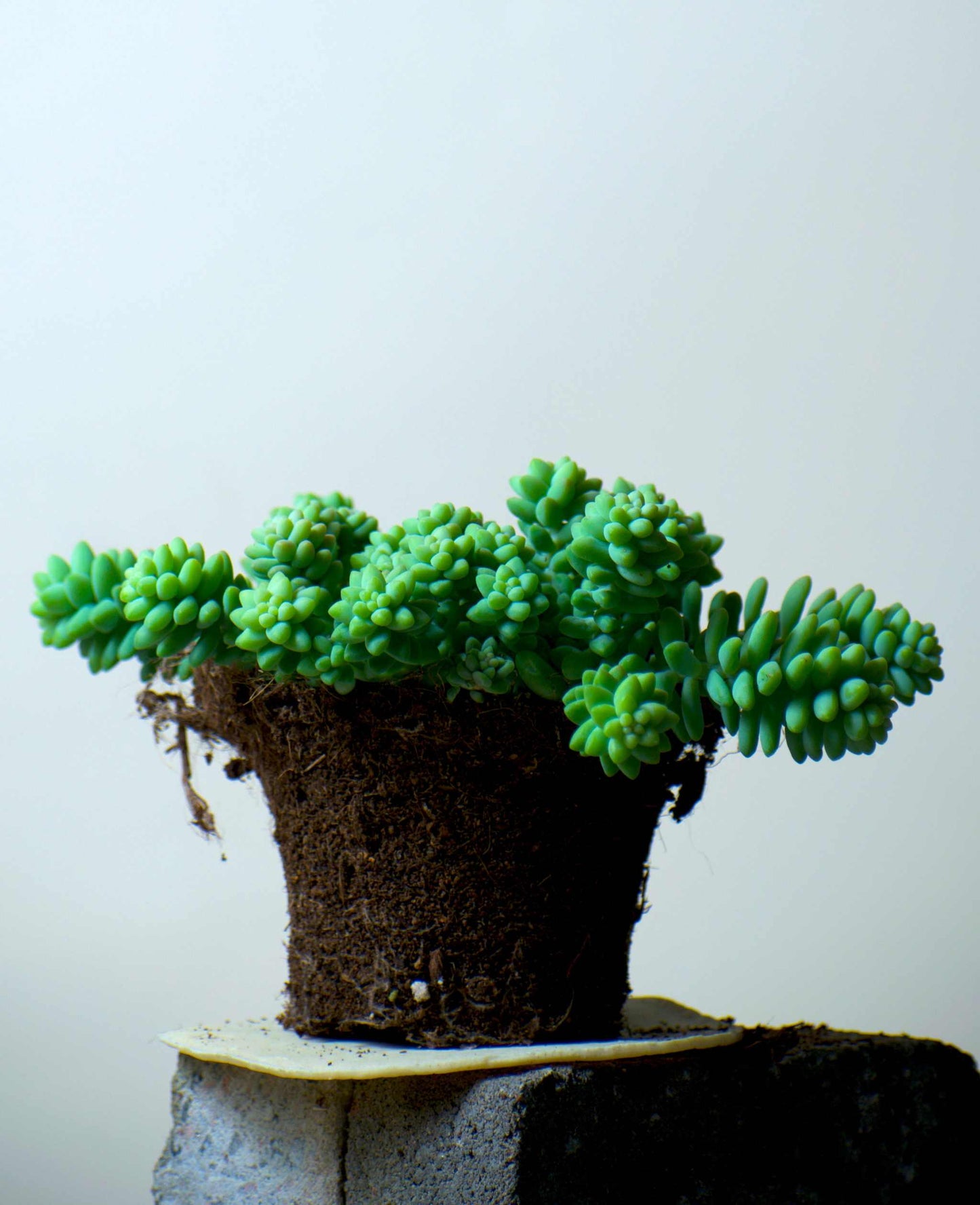 Sedum morganianum 'Burrito/Burro's Tail'