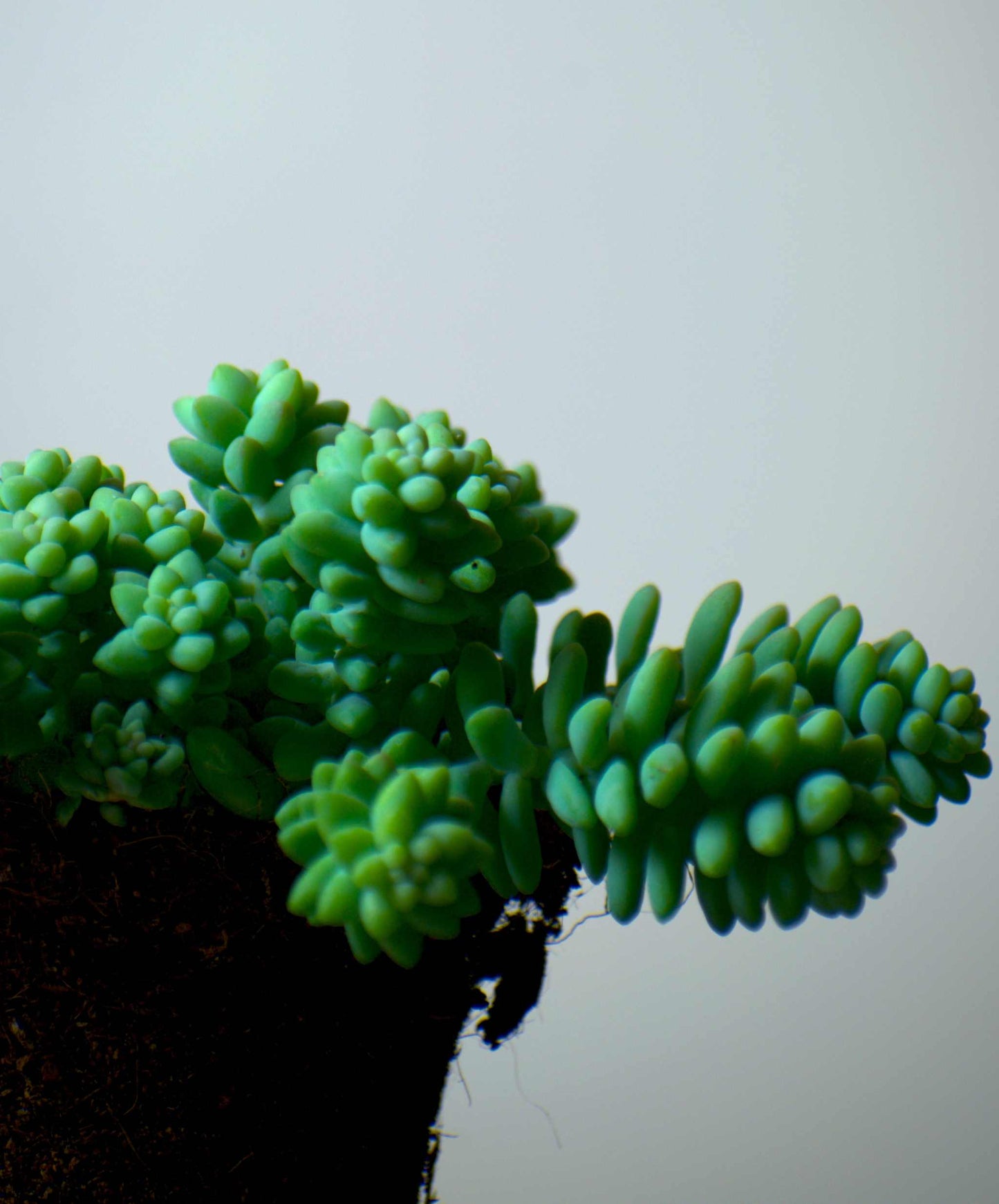 Sedum morganianum 'Burrito/Burro's Tail'