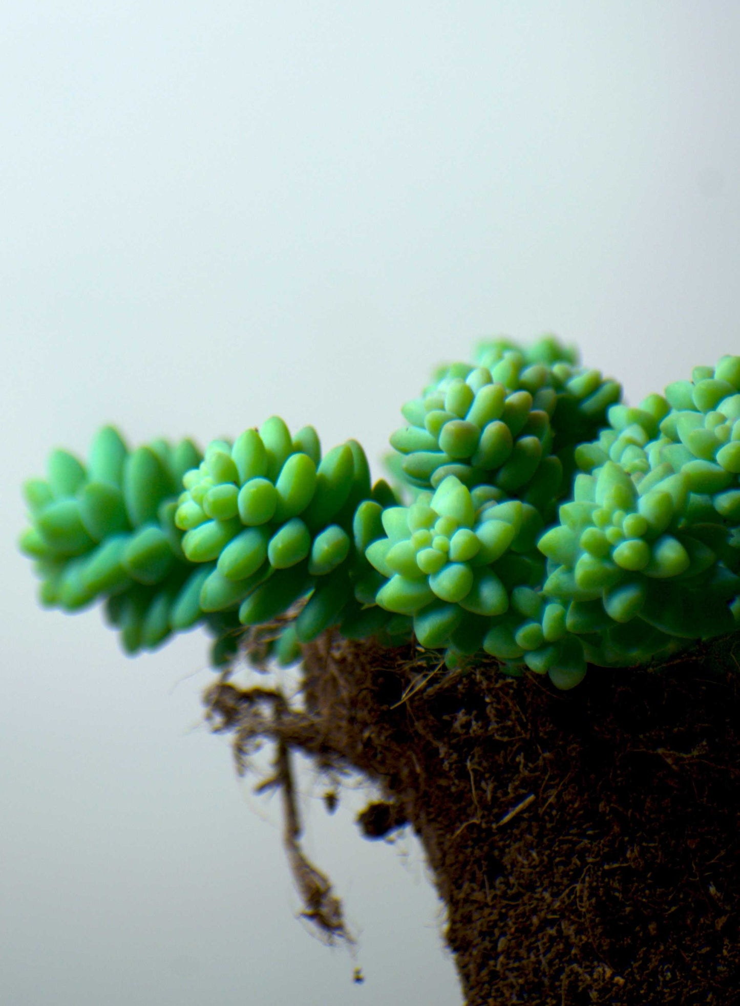 Sedum morganianum 'Burrito/Burro's Tail'
