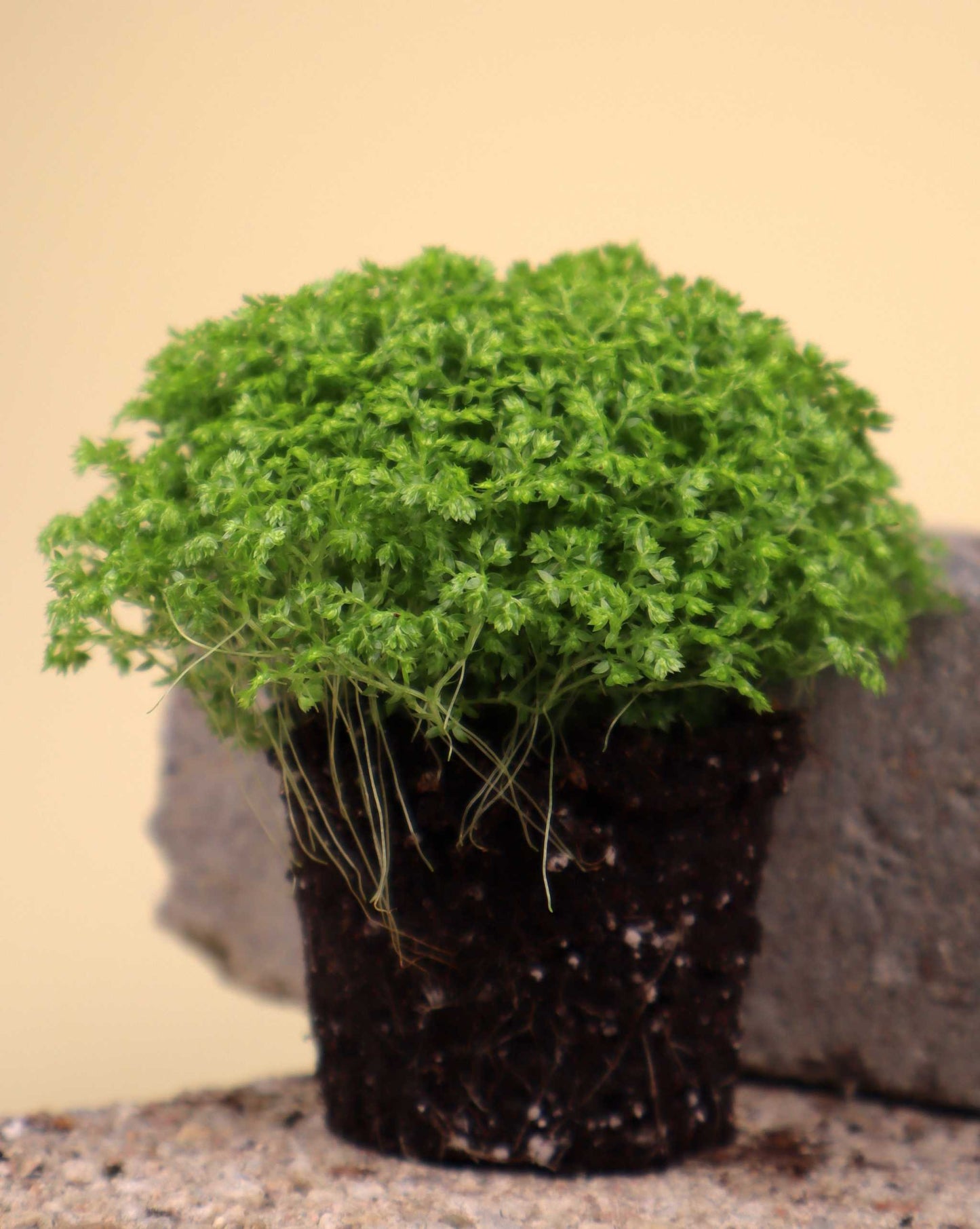 Selaginella apoda 'kuddmosslummer’