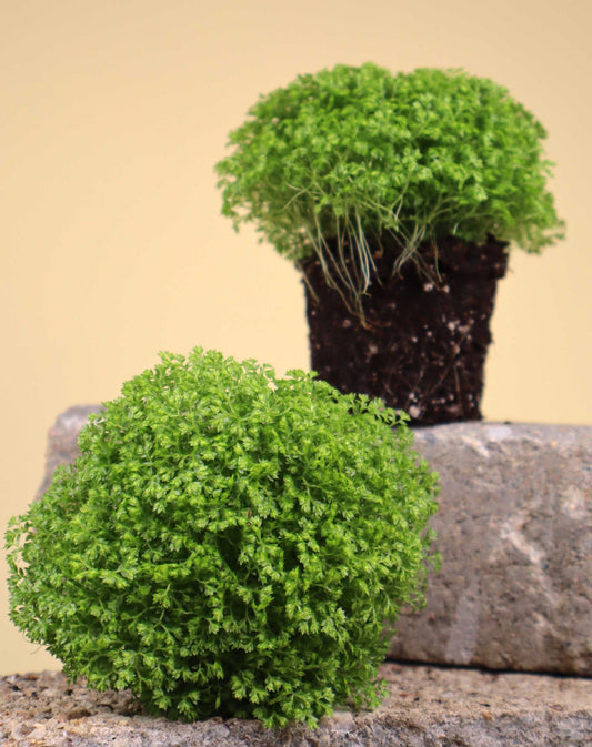 Selaginella apoda 'kuddmosslummer’