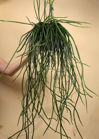 Selenicereus wercklei