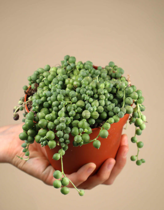 Senecio rowleyanus | Ärtor på tråd