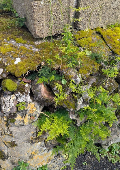 Asparagus fern "Asparagus setaceus"