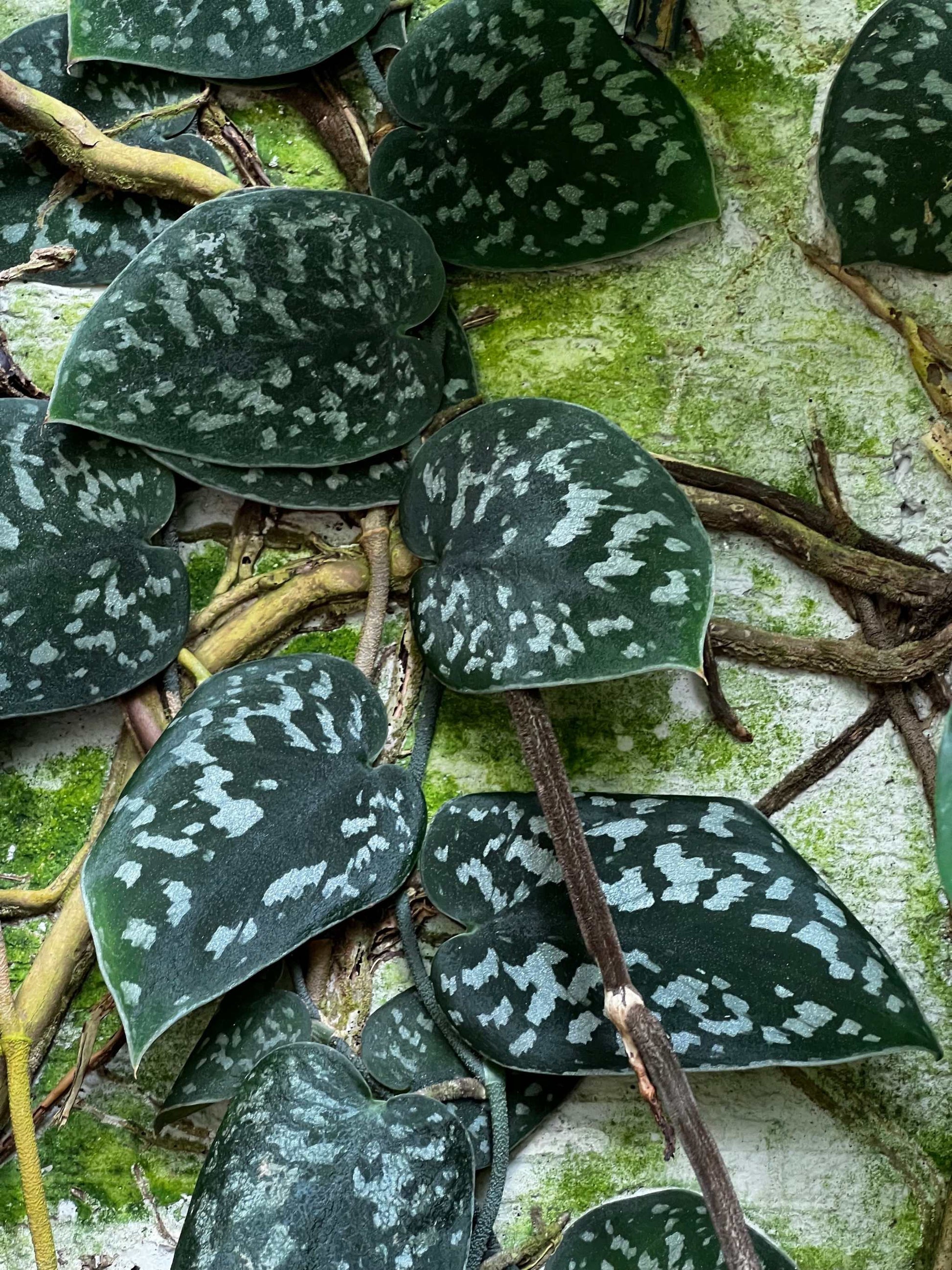 satin pothos online Satin pothos 'Scindapsus Pictus' Argyraeus For Sale Online – Ormbunker