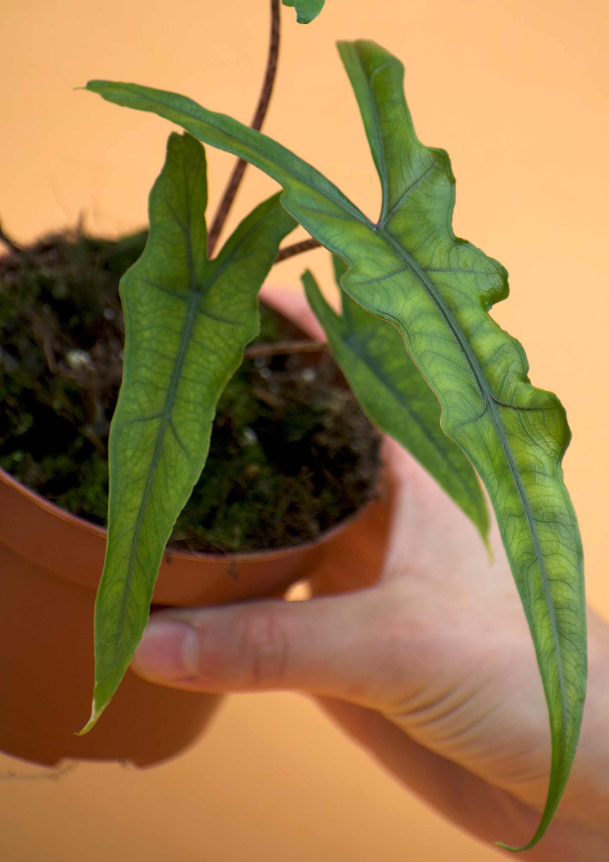 Alocasia sp. sulawesi 'sabrina narrow'