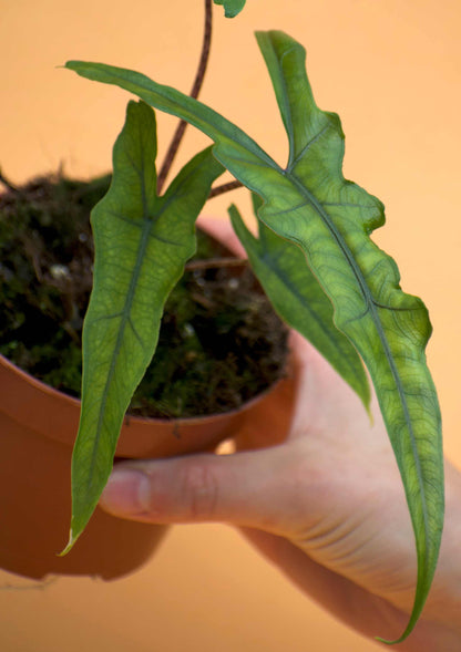 Alocasia sp. sulawesi 'sabrina narrow'