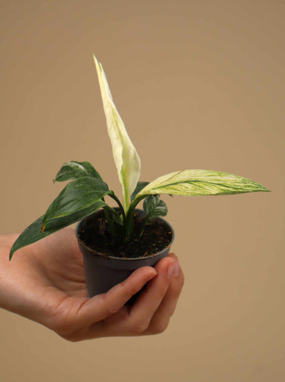 Spathiphyllum 'Sensation' Variegata | Variegerad Fredskalla