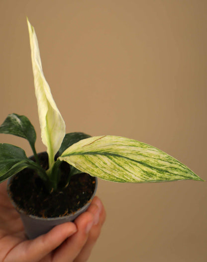 Spathiphyllum 'Sensation' Variegata | Variegerad Fredskalla