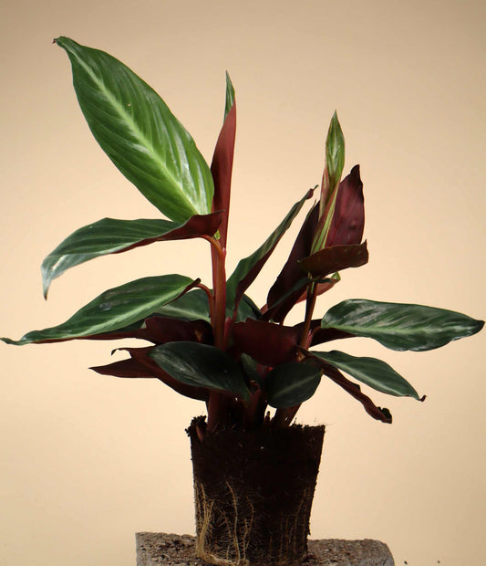 Stromanthe sanguinea (S. thalia)