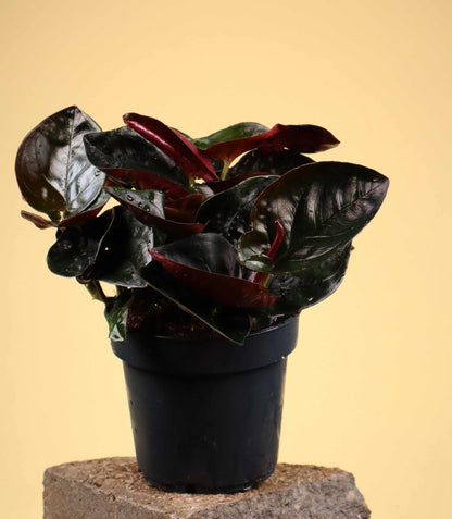 Syngonium erythrophyllum