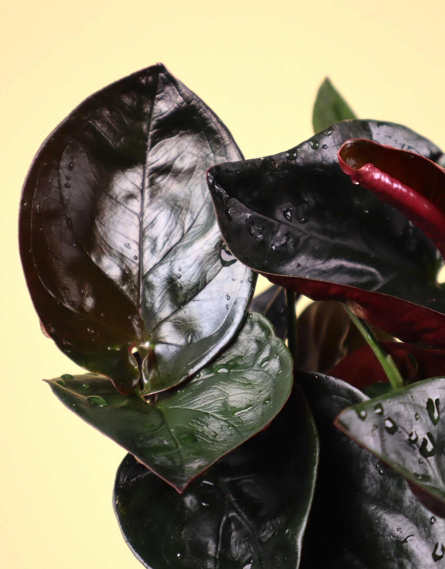 Syngonium erythrophyllum