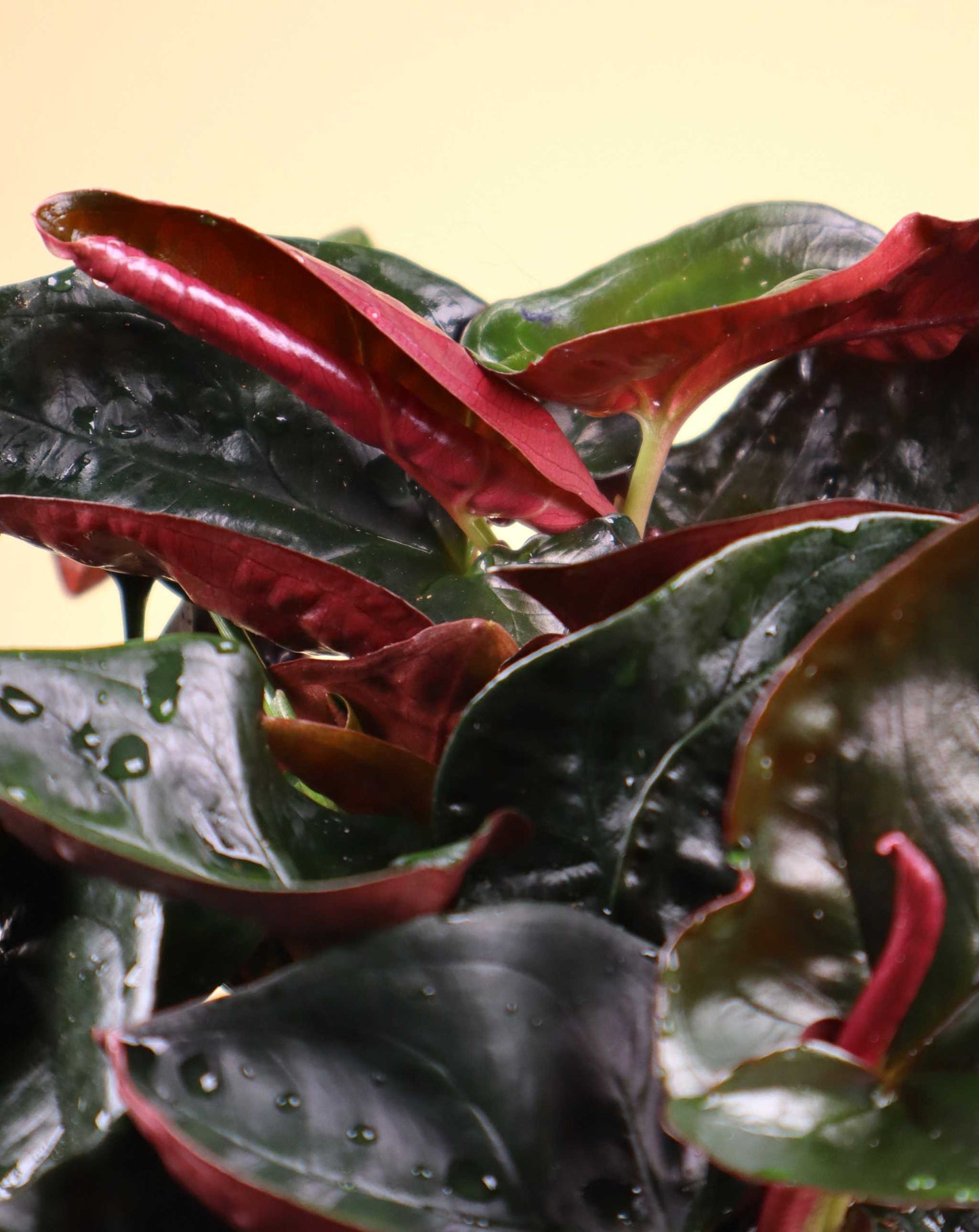 Syngonium erythrophyllum