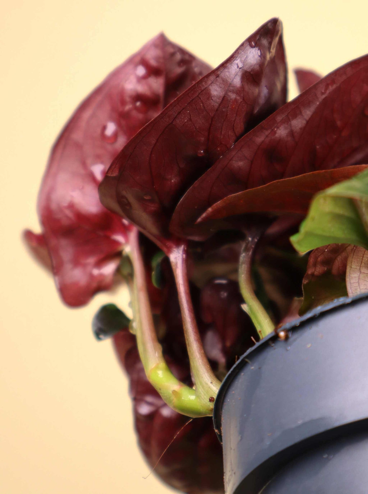 Syngonium erythrophyllum