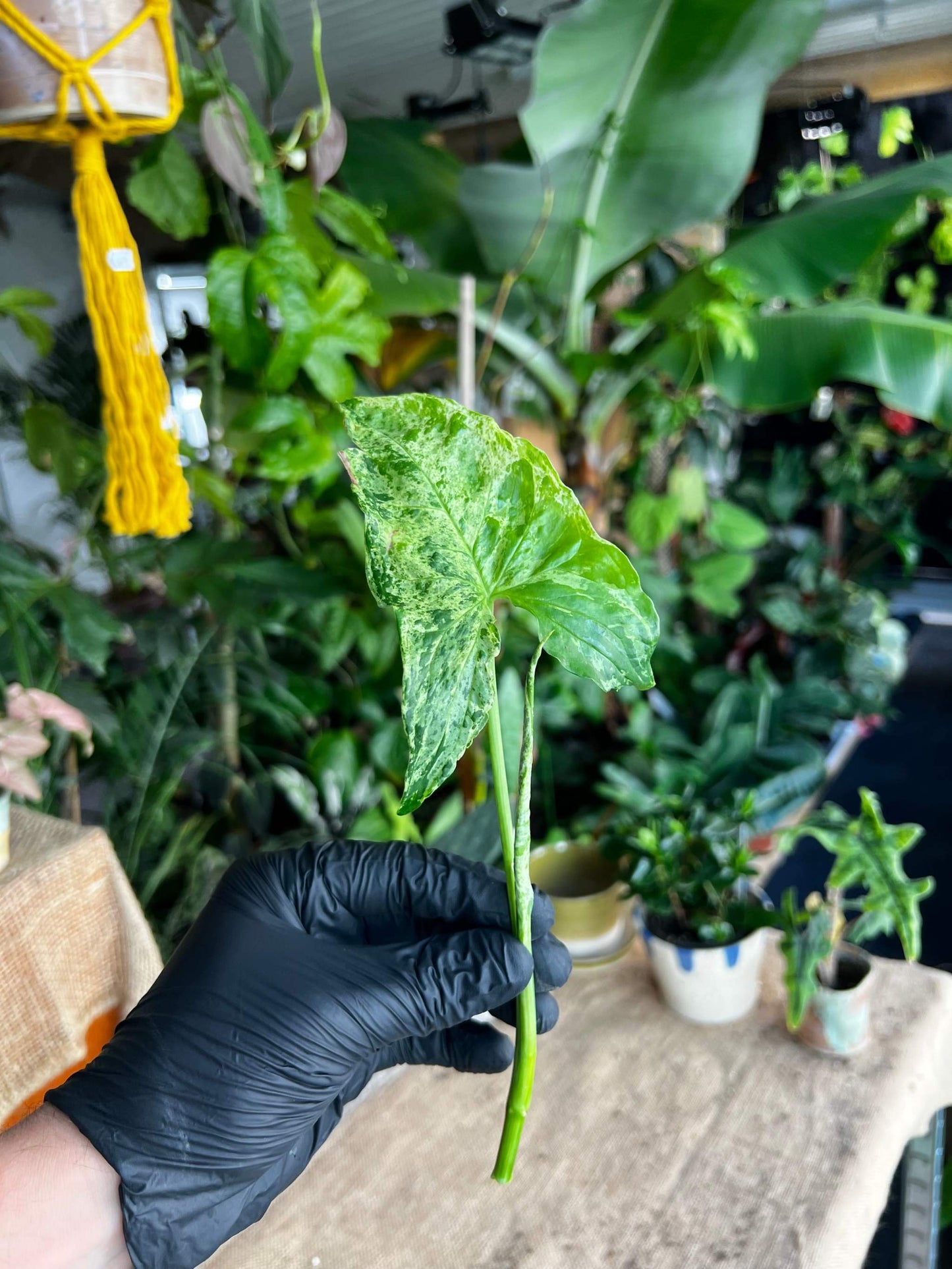 Syngonium mottled