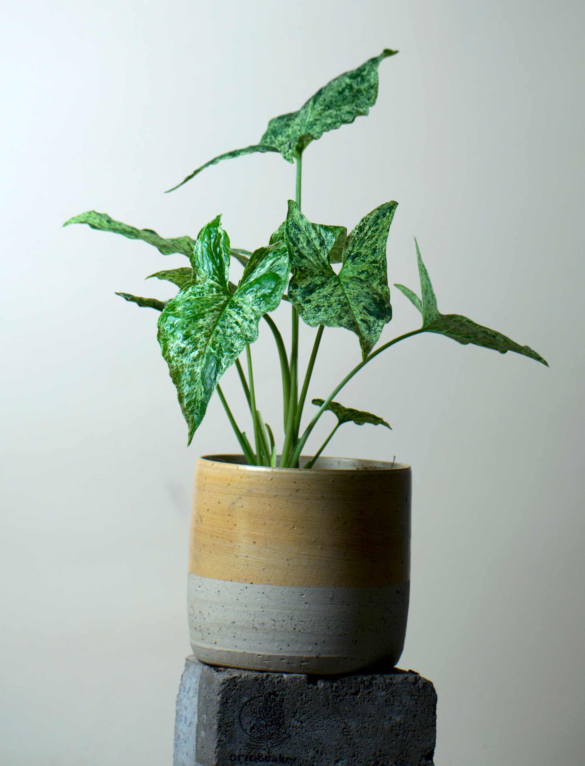 Syngonium mottled